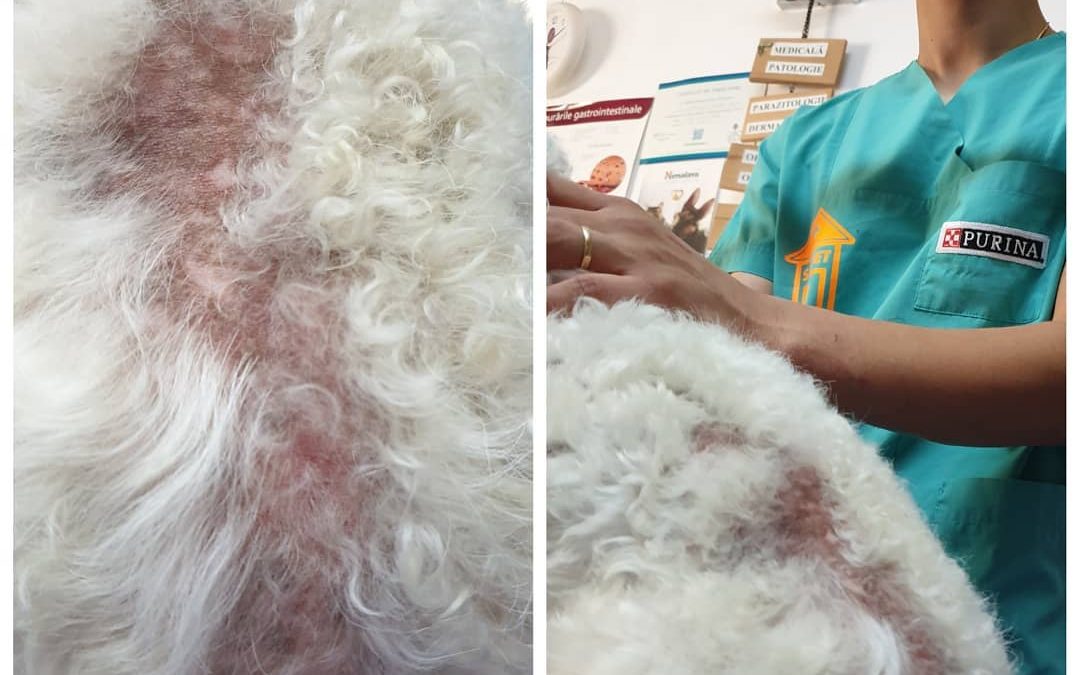 Parazitoza determinată de pureci