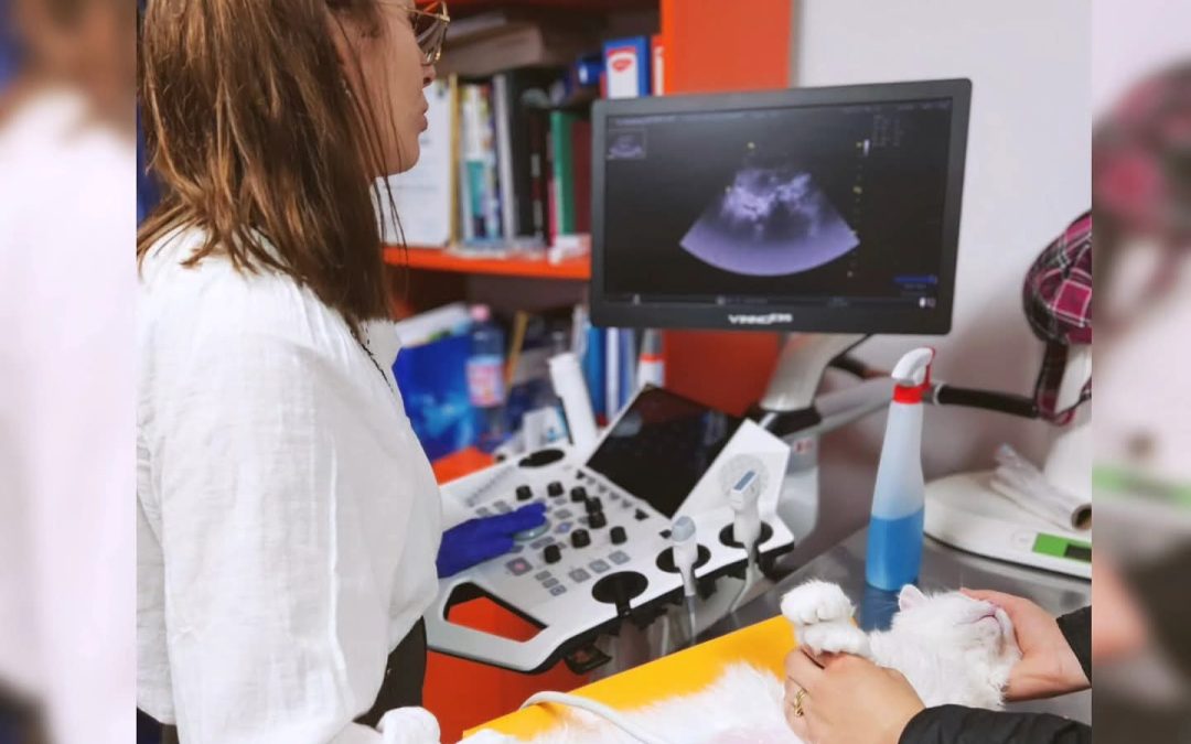 Boala renală la pisică: semne precoce și când trebuie să mergi la medicul veterinar